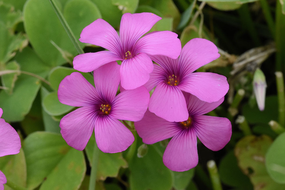 Oxalis articulata / Acetosella rizomatosa