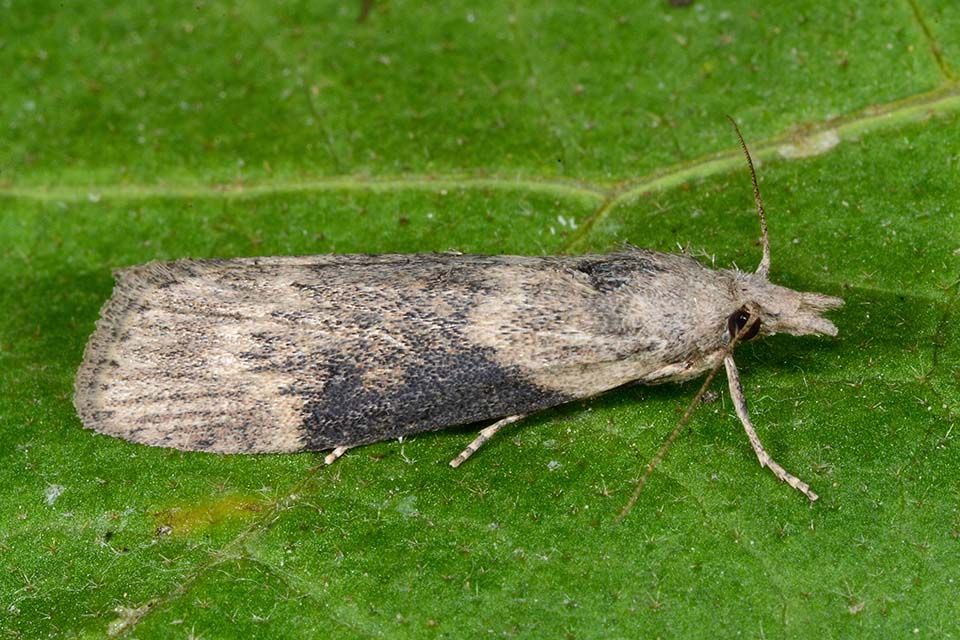 Identificazione falena - Lamoria anella