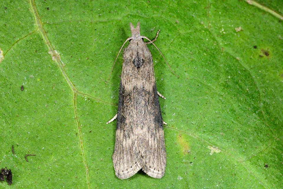 Identificazione falena - Lamoria anella