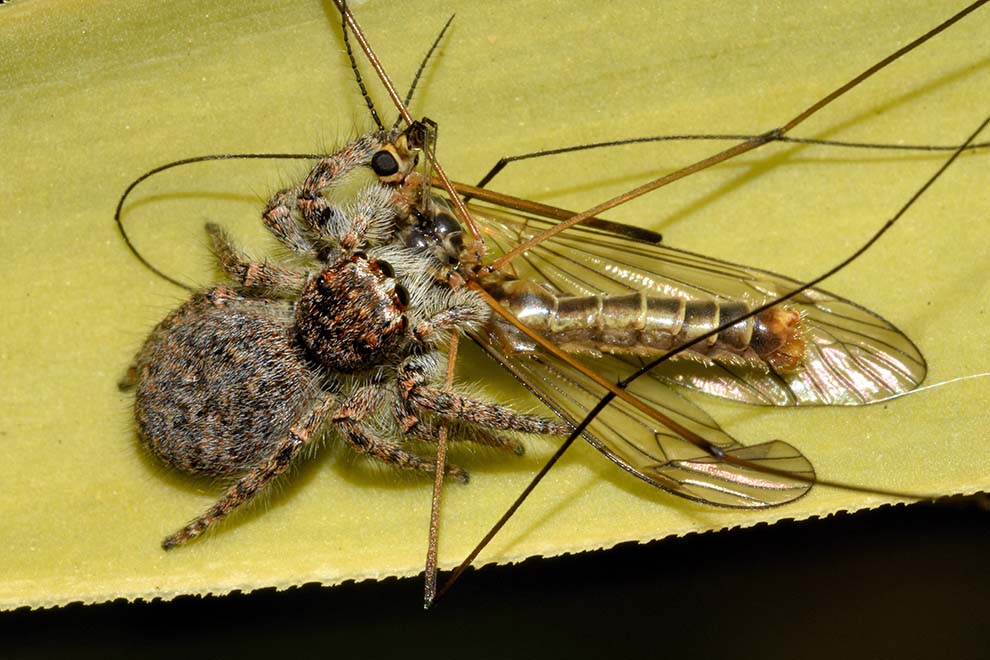 Tipulidae maschio predato da ragno Philaeus sp.