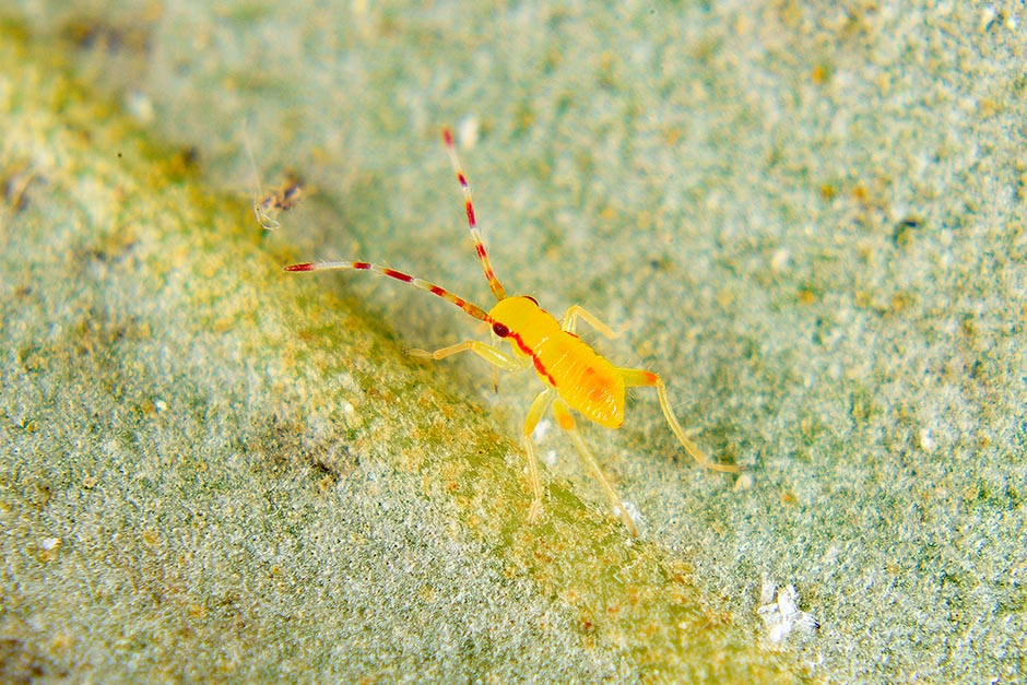 Miridae: ninfa di Campyloneura virgula