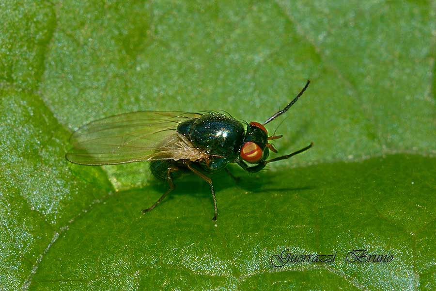 Identificazione dittero