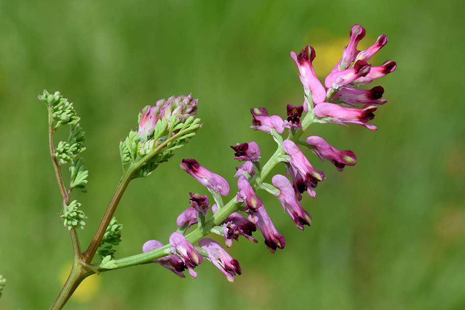 Fumaria officinalis (Ranunculales - Papaveraceae)