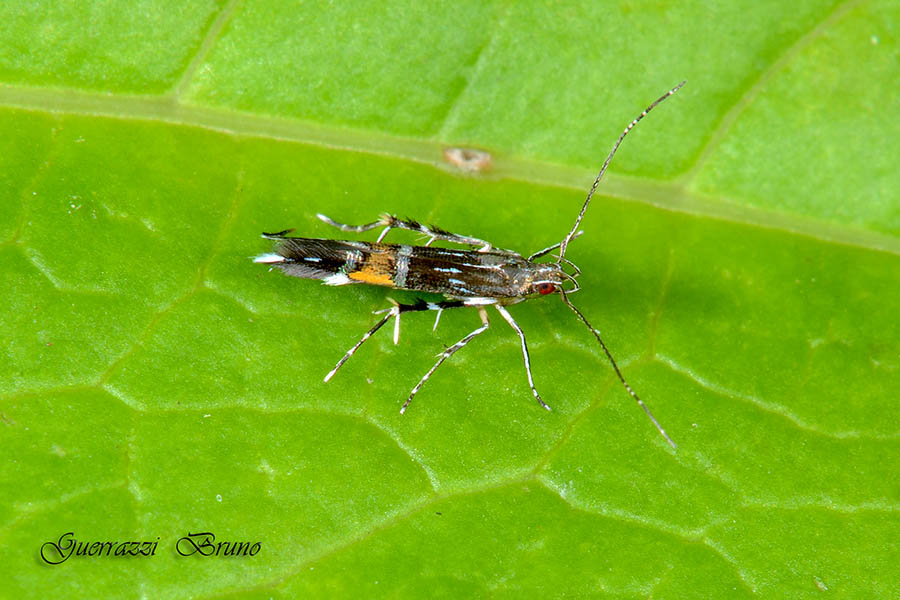 Cosmoptrix pulcherimella o scribaiella?