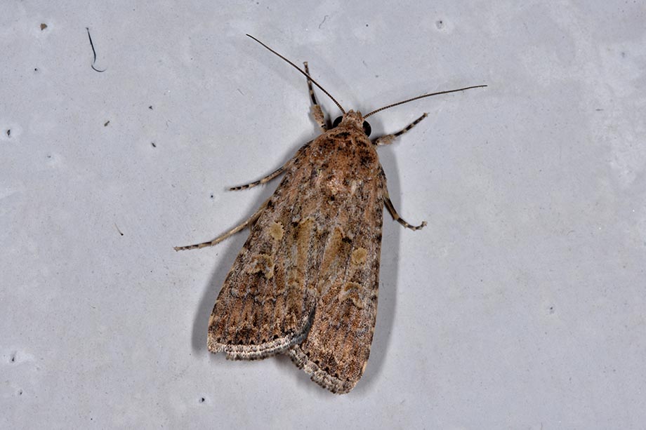 Identificazione falena - Spodoptera exigua