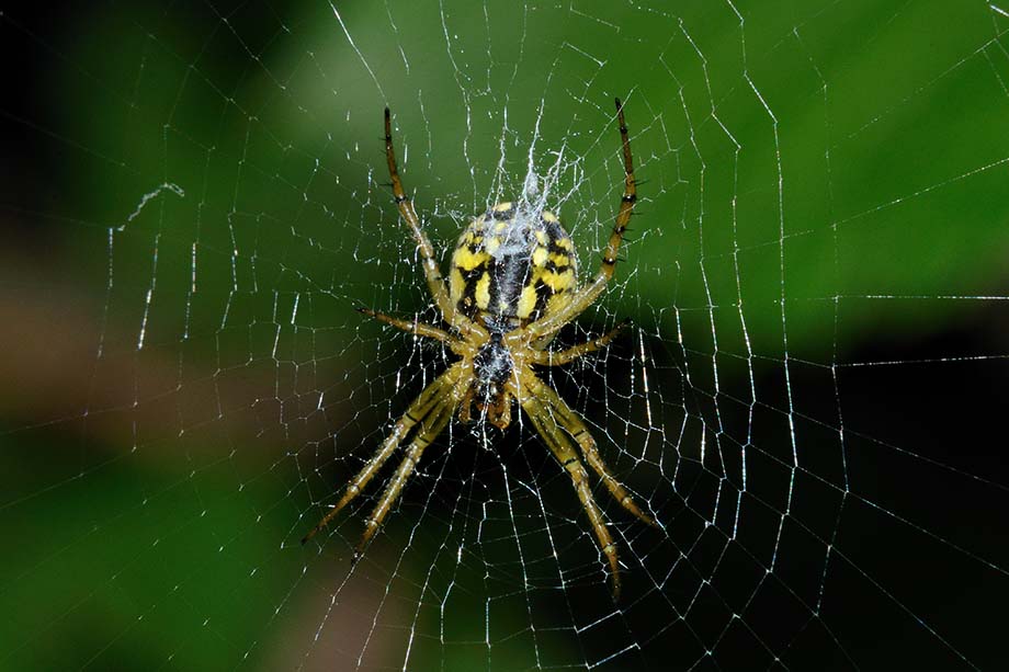 Mangora acalypha  - Cascina (Pisa)