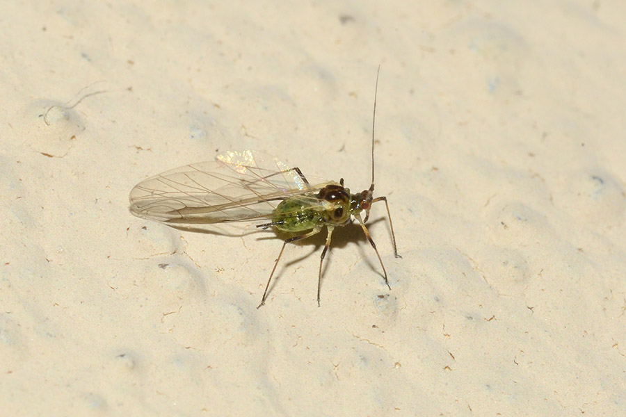 Identificazione Afide: Aphididae sp. individuo alato