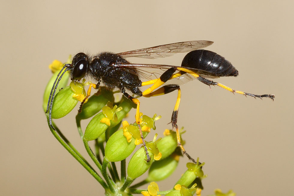 Sceliphron spirifex, Sfecidae