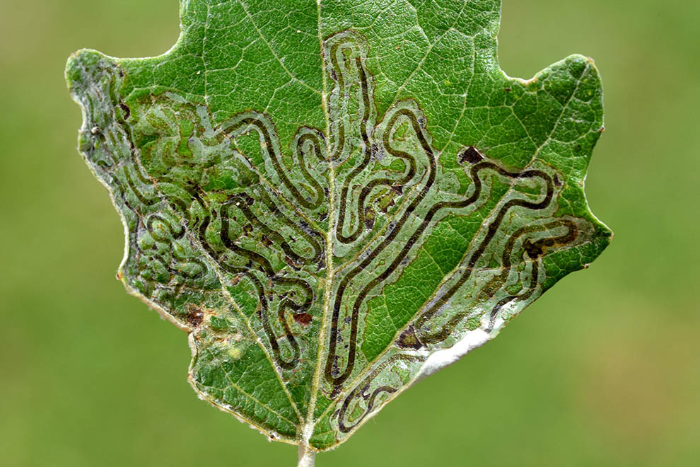 Gallerie in  una foglia: Gracillariidae