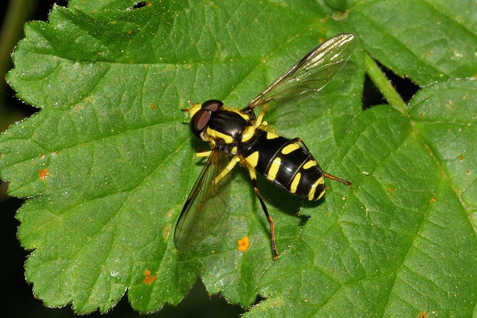 Xanthogramma cfr. stackelbergi,  maschio (Syrphidae)