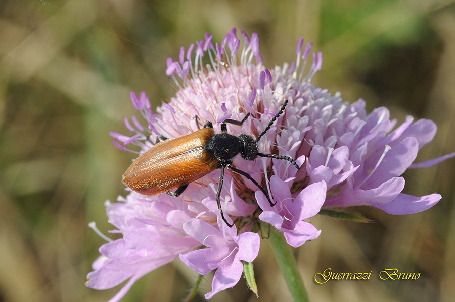 Lydus trimaculatus italicus (Meloidae) da Pisa