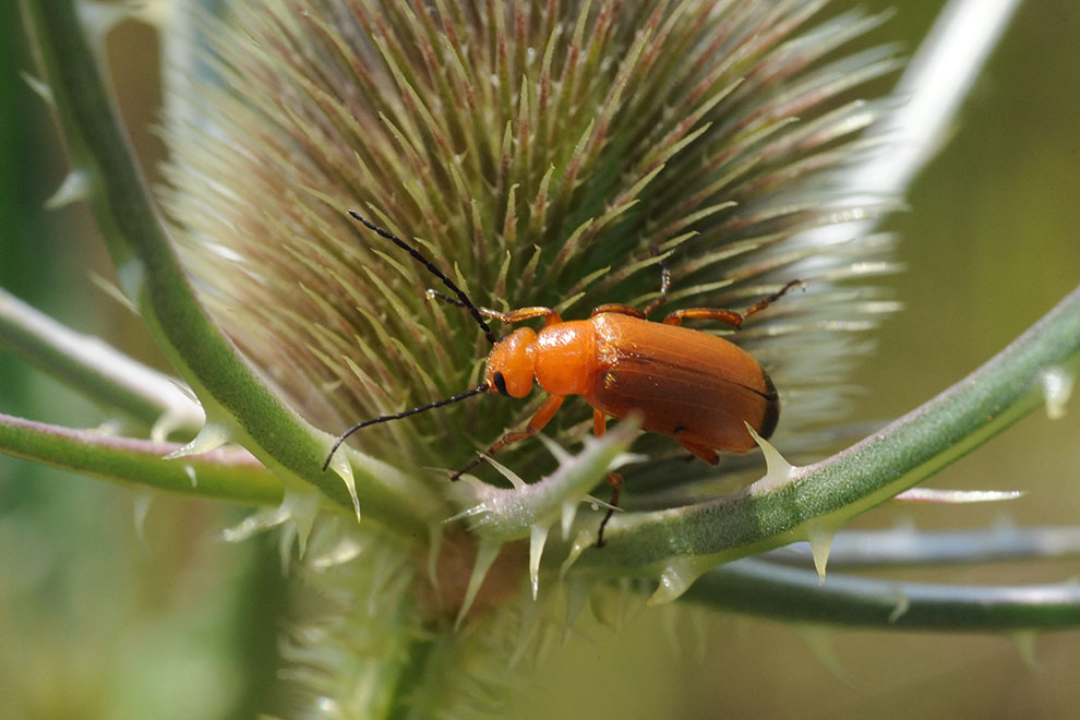 Zonitis flava, Meloidae