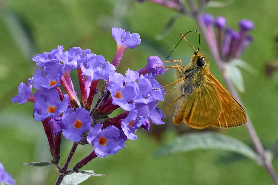 Hesperia comma? No, Ochlodes sylvanus