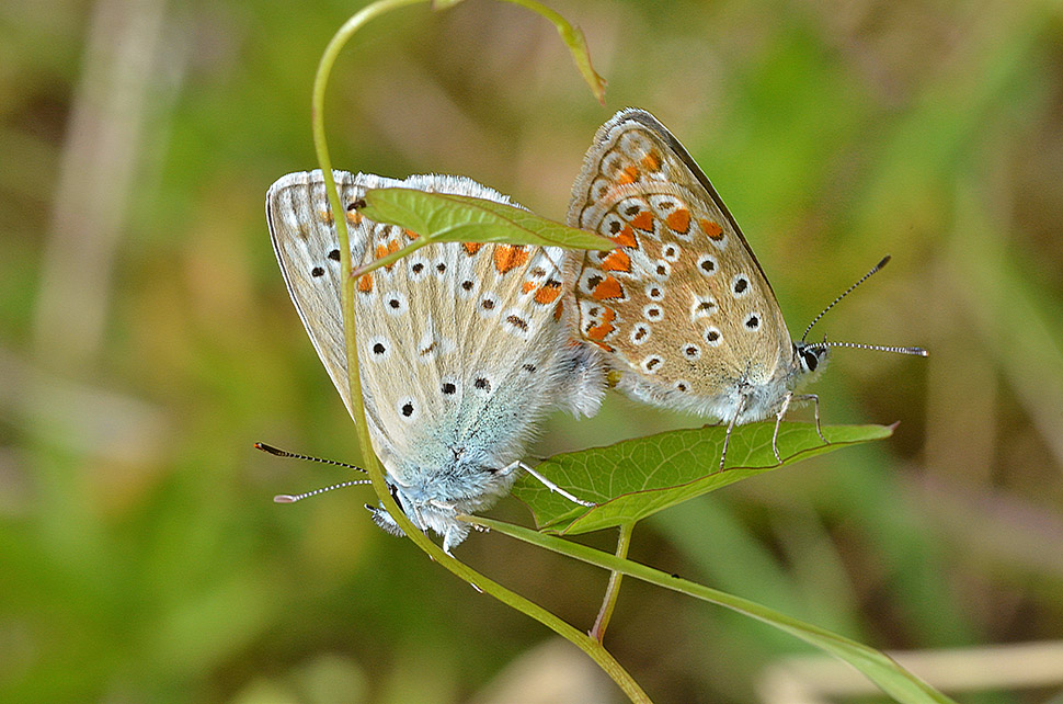 Polyommatus icarus? Polyommatus sp.