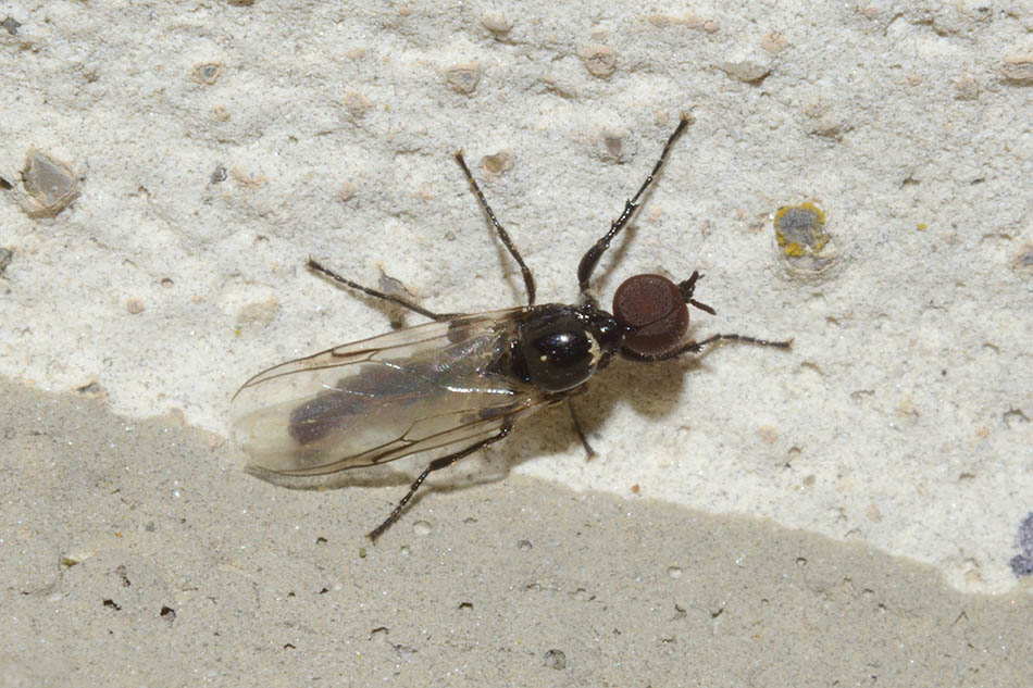 Bibionidae: Dilophus sp.