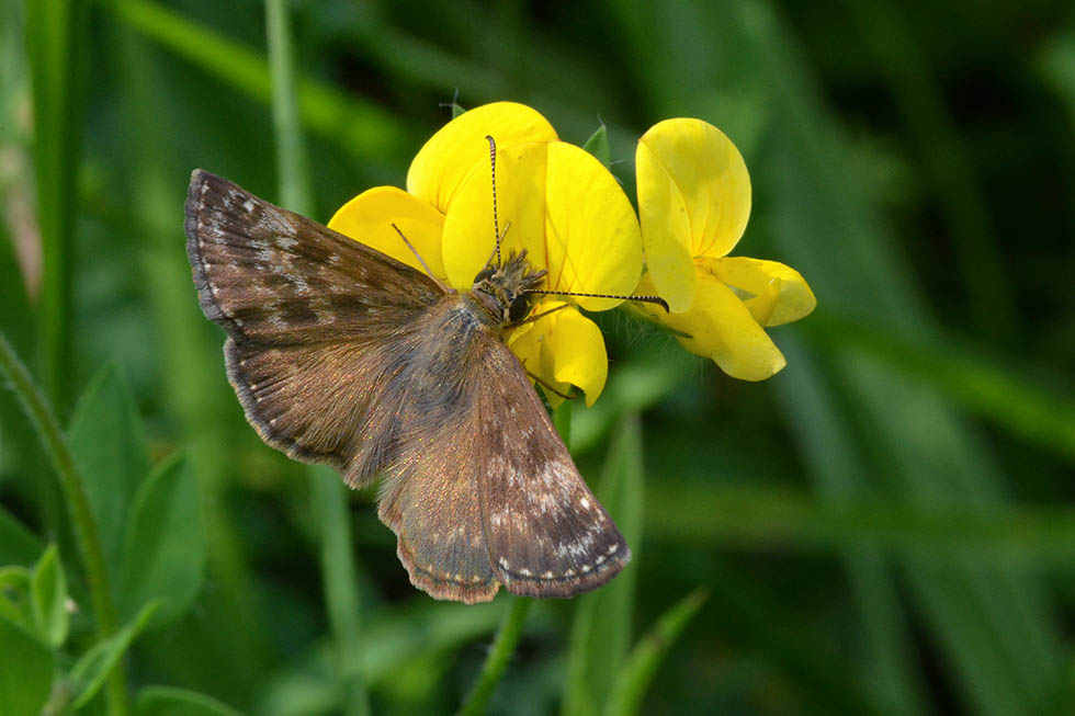 Id Hesperiidae - Erynnis tages