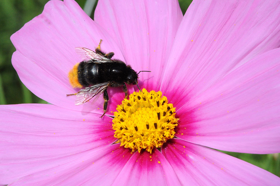 Bombus lapidarius, femmina