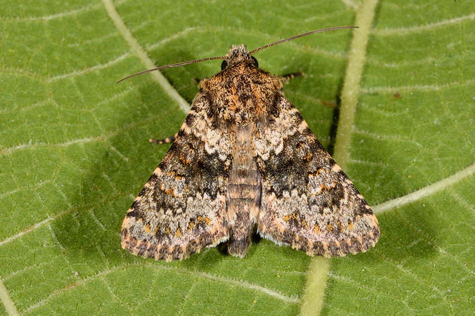 Hecatera dysodea - Noctuidae