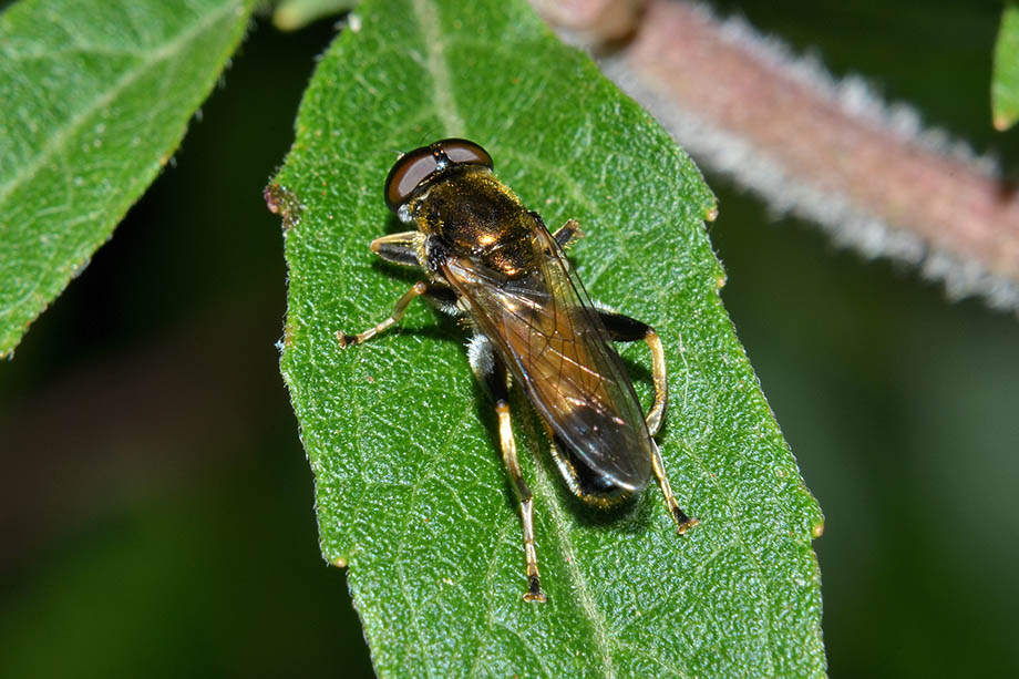 Xylota cf. segnis maschio (Syrphidae)