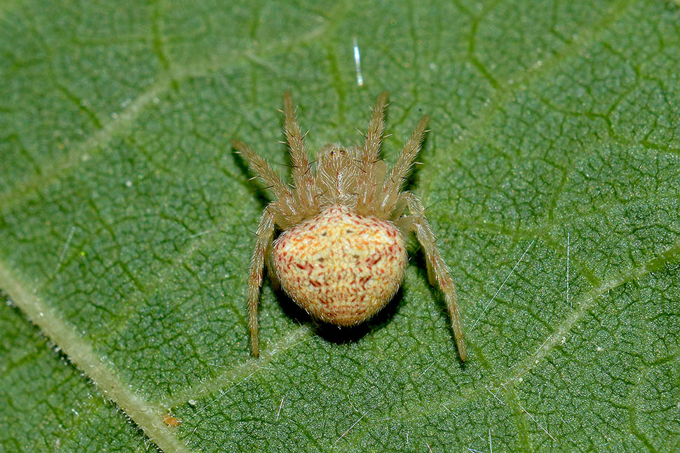 Neoscona subfusca - S Maria a Monte (PI)