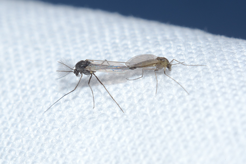 Chironomidae in accoppiamento