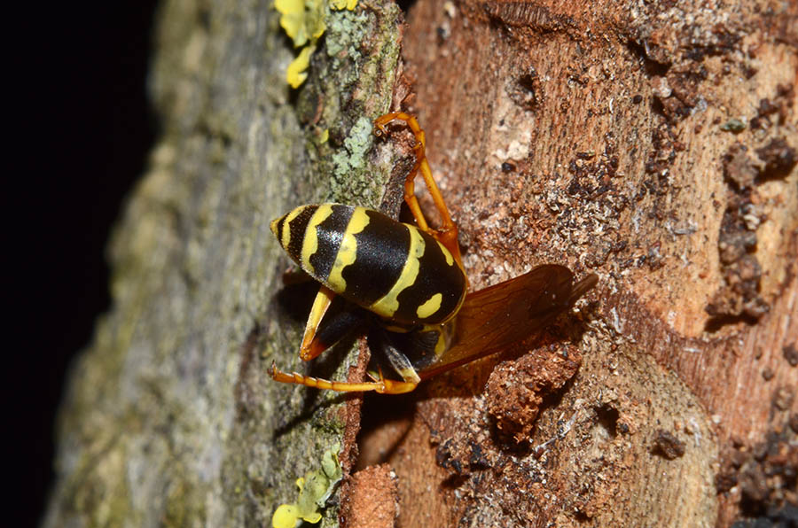 Femmina svernante di Polistes cfr gallicus