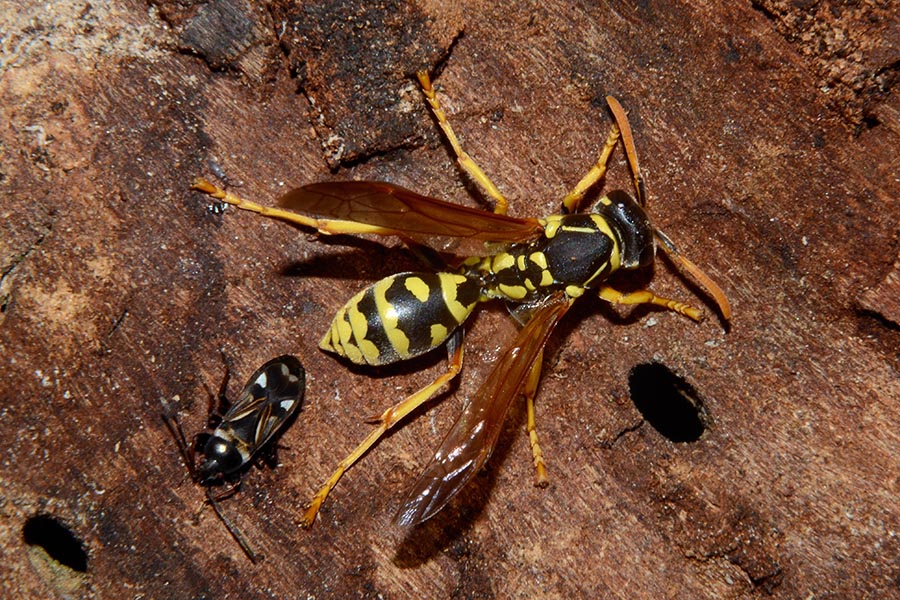 Femmina svernante di Polistes cfr gallicus