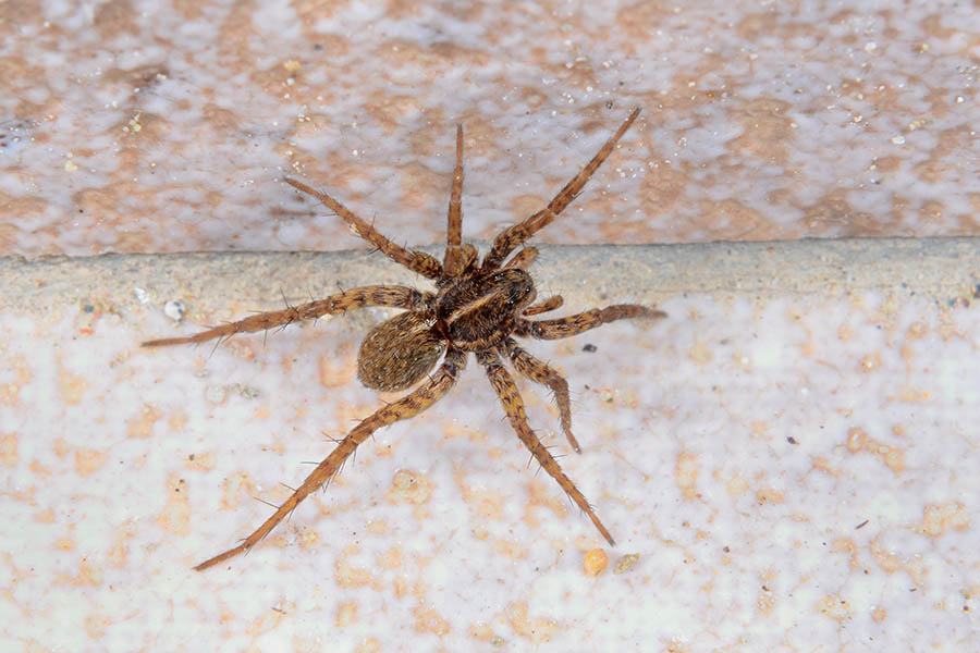 Pardosa sp. - Cascina (PI)