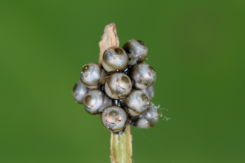 Uova di Rhaphigaster nebulosa