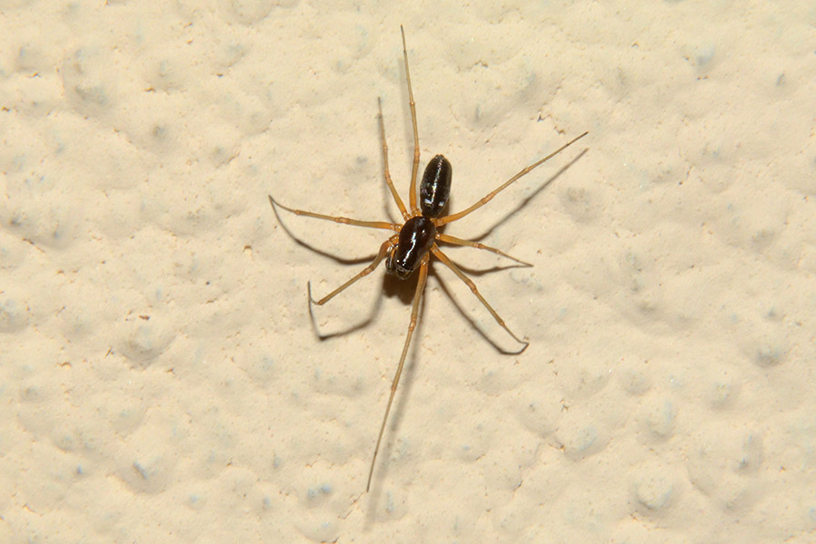 Maschio di Linyphiidae - Cascina (PI)