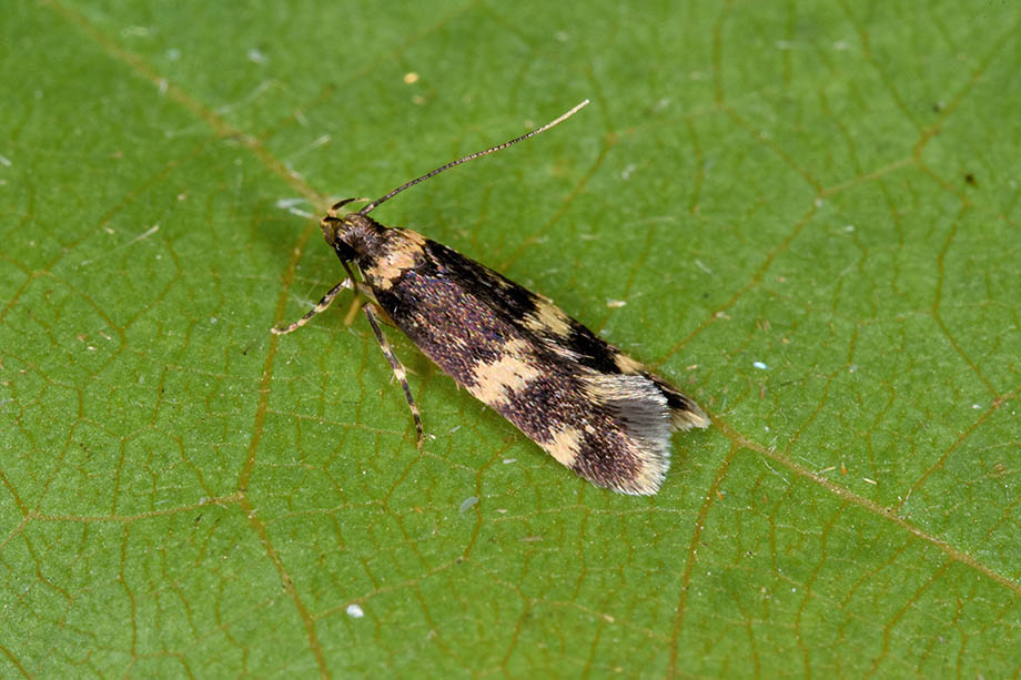 Oegoconia quadripunctata? (autostichidae)