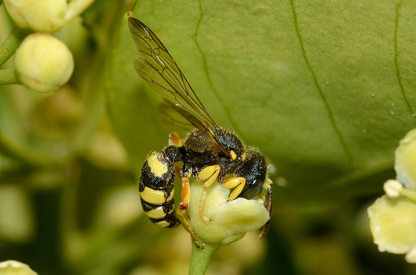 Cerceris sabulosa