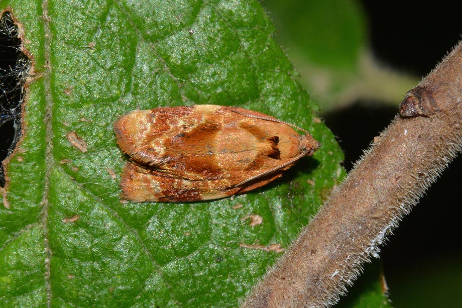 Ditula angustiorana? S