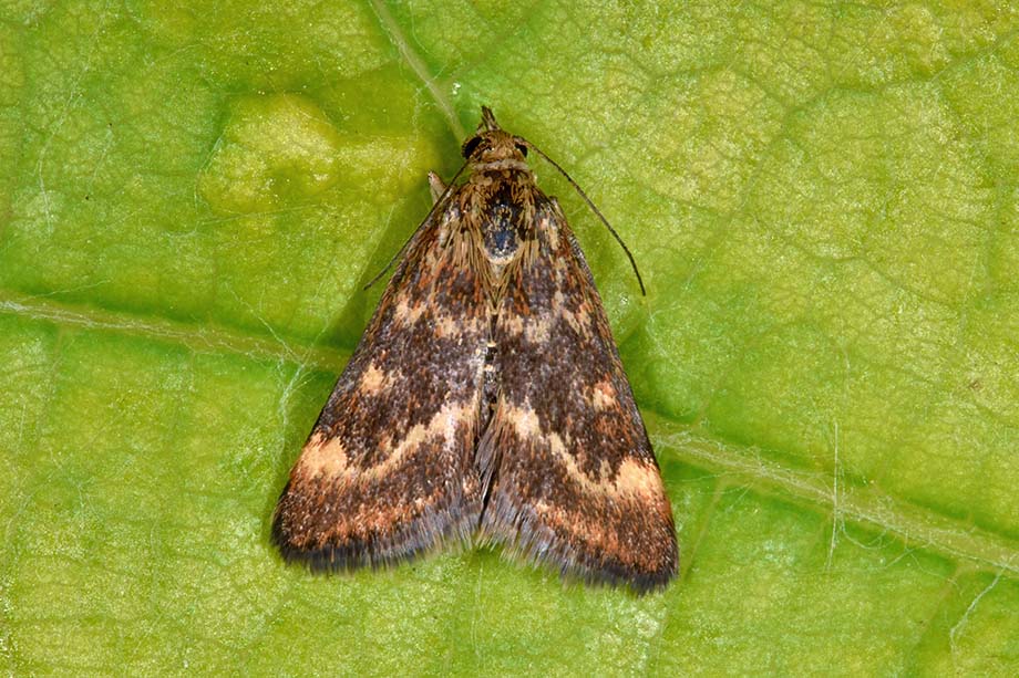 Identificazione falena - Pyrausta despicata