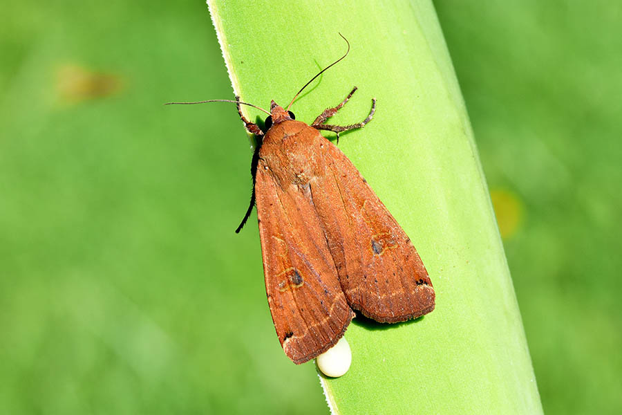 Id Noctuide - Noctua pronuba