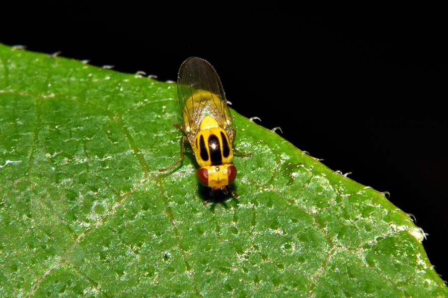 Identificazione dittero: fam. Chloropidae