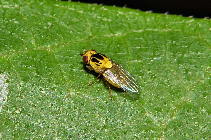 Identificazione dittero: fam. Chloropidae