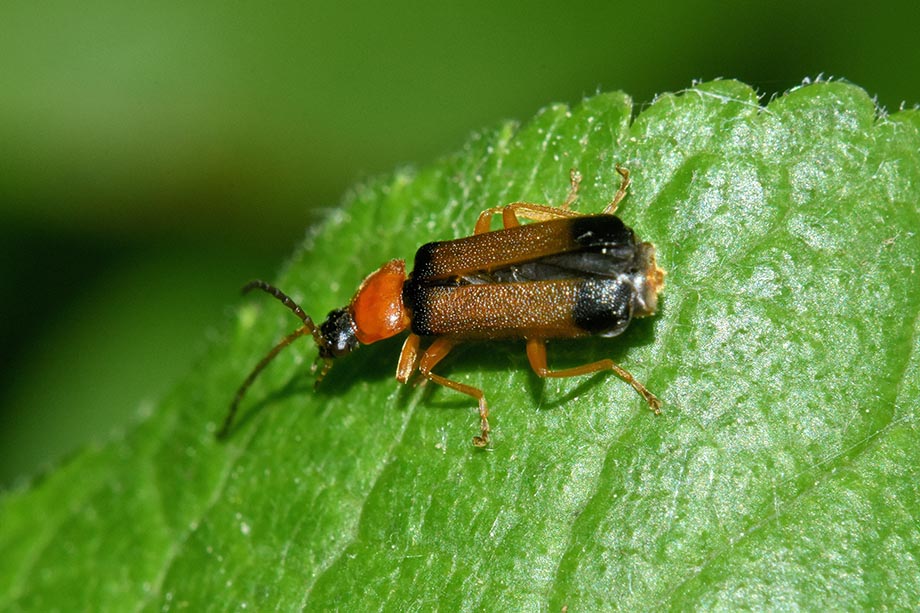 identificazione Cratosilis sp.