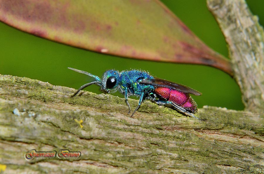 Philoctetes sculpticollis? No, Chrysis gr. ignita