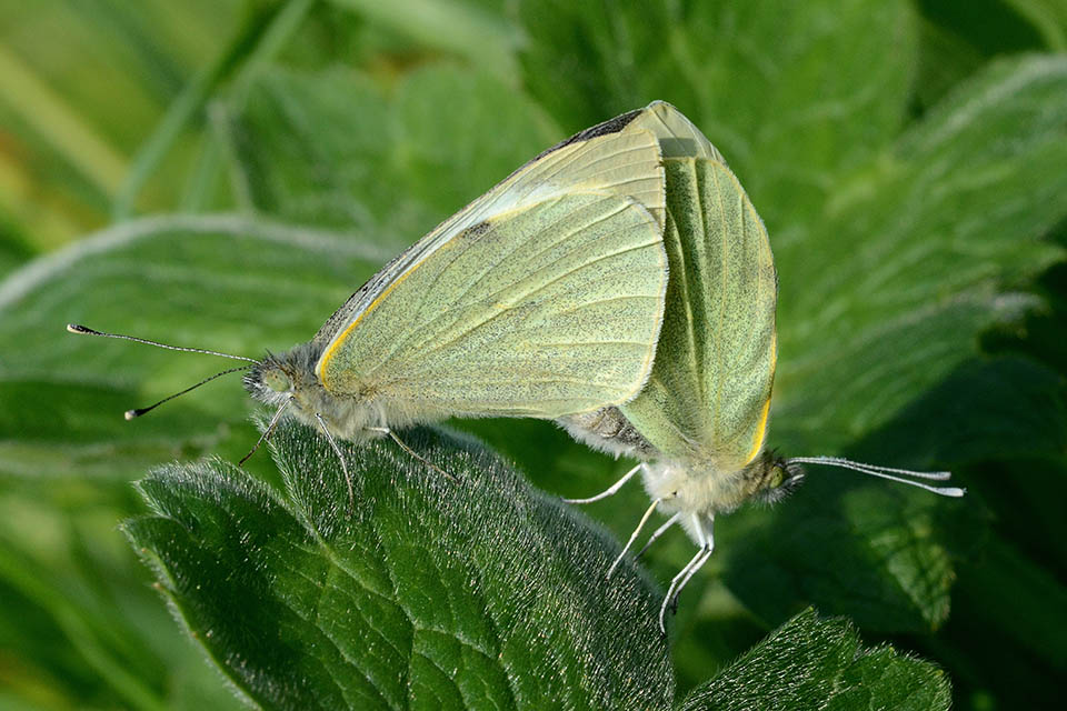 Piris rapae o brassicae?