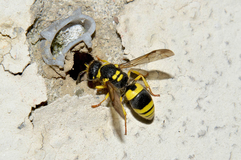 Ancistrocerus cfr gazella: costruzione del nido