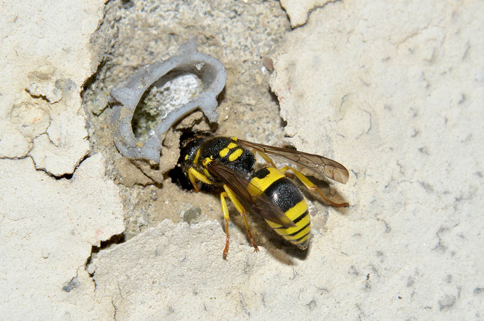 Ancistrocerus cfr gazella: costruzione del nido