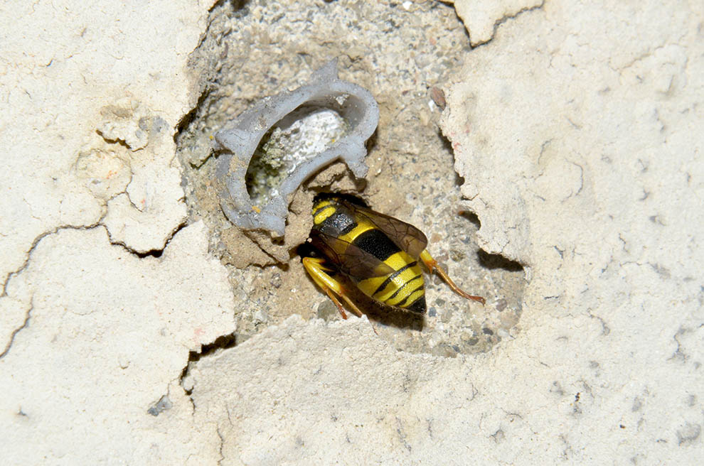 Ancistrocerus cfr gazella: costruzione del nido