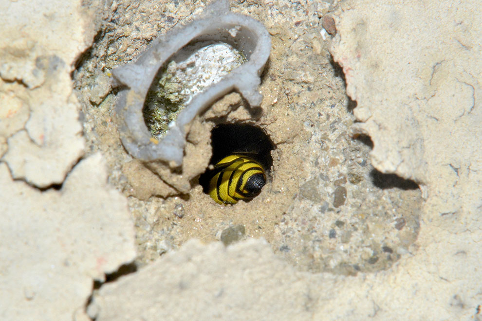 Ancistrocerus cfr gazella: costruzione del nido