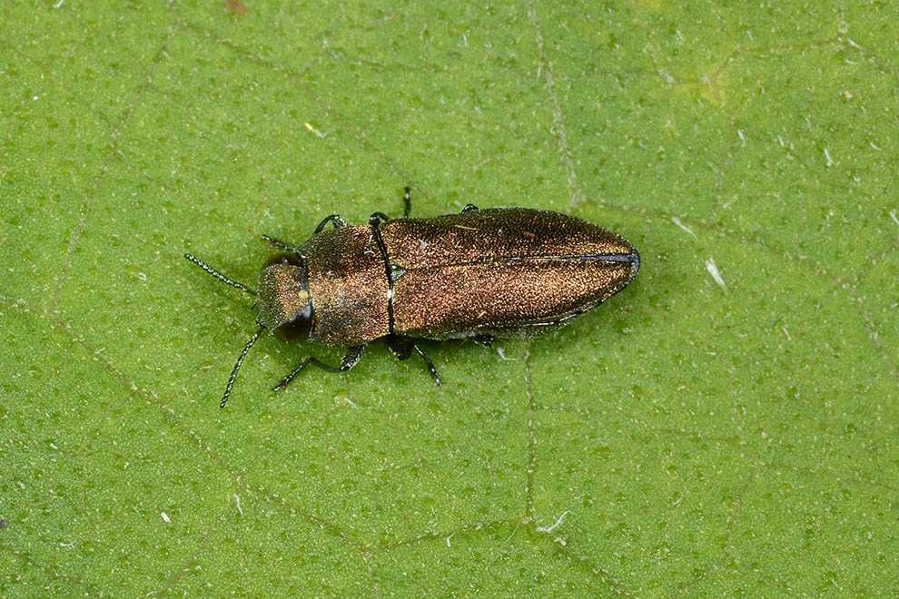 Anthaxia umbellatarum (cfr), Buprestidae