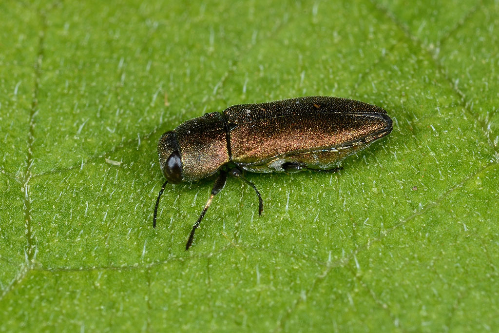 Anthaxia umbellatarum (cfr), Buprestidae