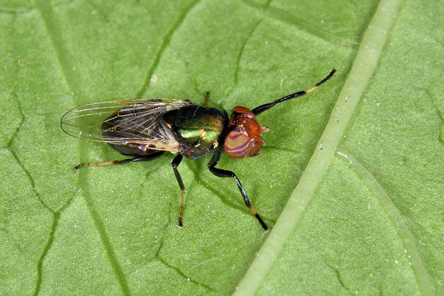 Identificazione dittero: Physiphora alceae (Ulidiidae)