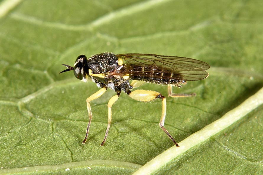 Solva marginata (Xylomyidae)