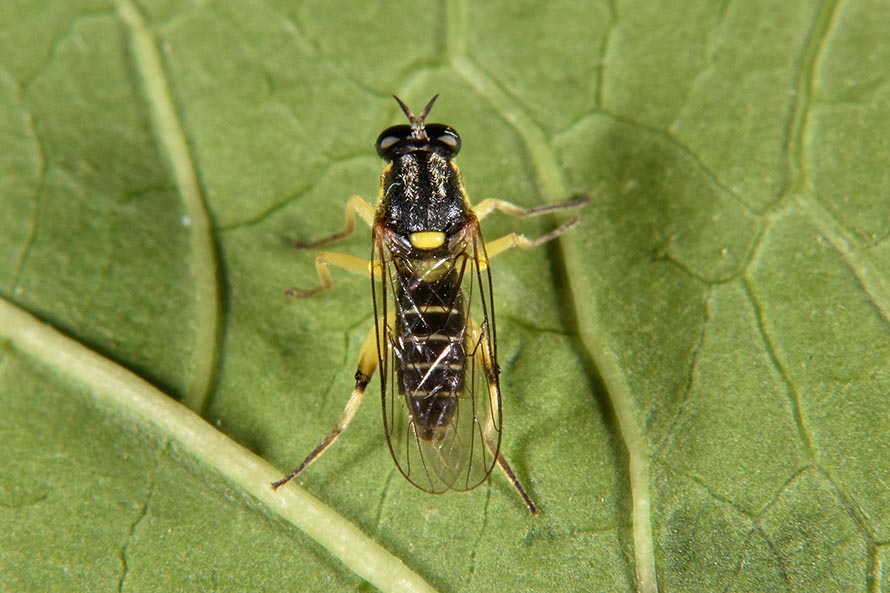 Solva marginata (Xylomyidae)