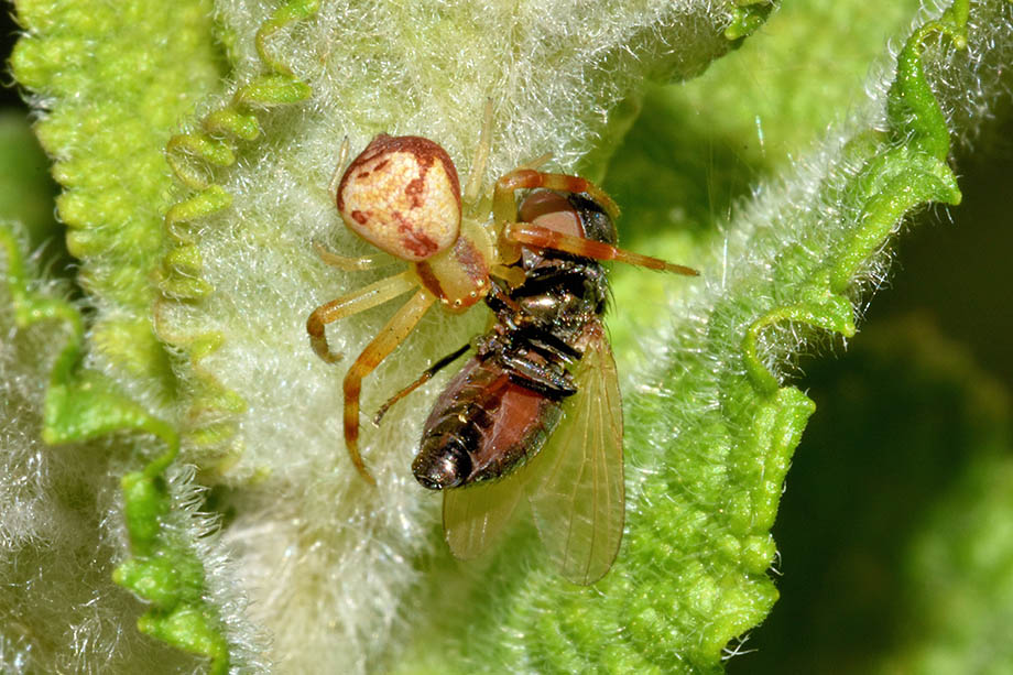 Maschio immaturo di Ebrechtella tricuspidata - Cascina (PI)